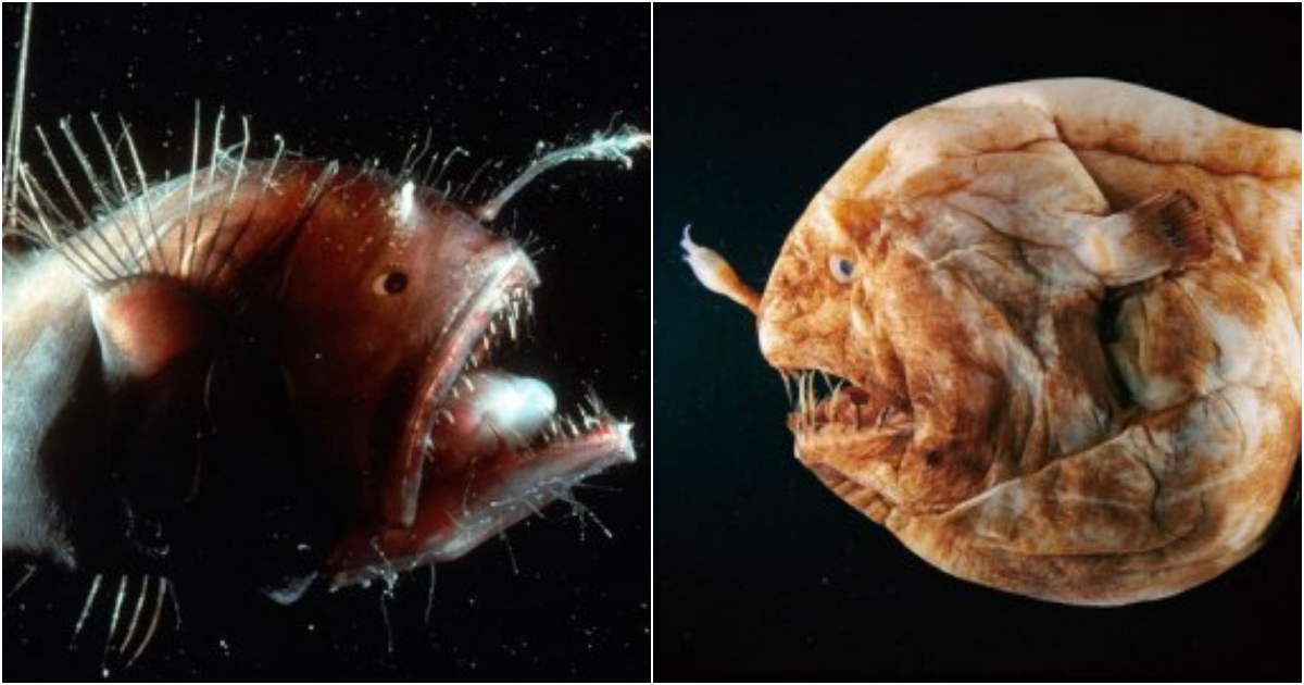 Wolftrap (Anglerfishes): The Mysterious Hunters of the Deep