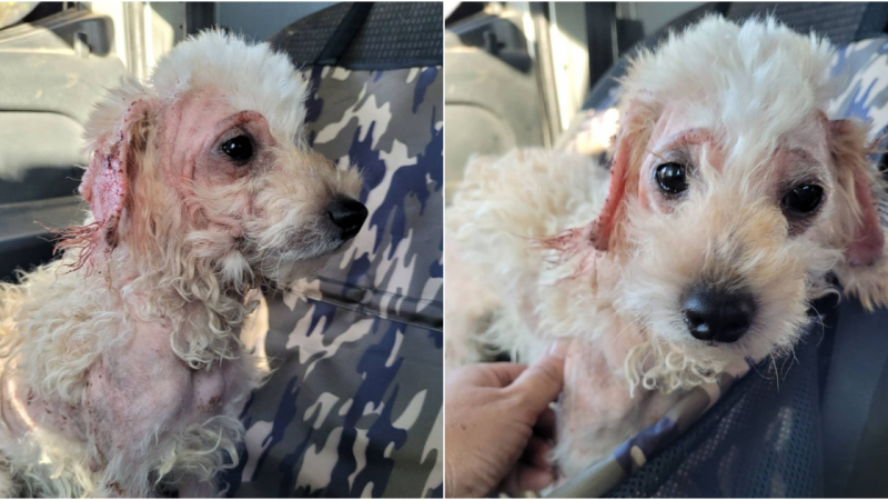 From Desperation to Hope: A Touching Journey of Transformation for a Neglected Pup