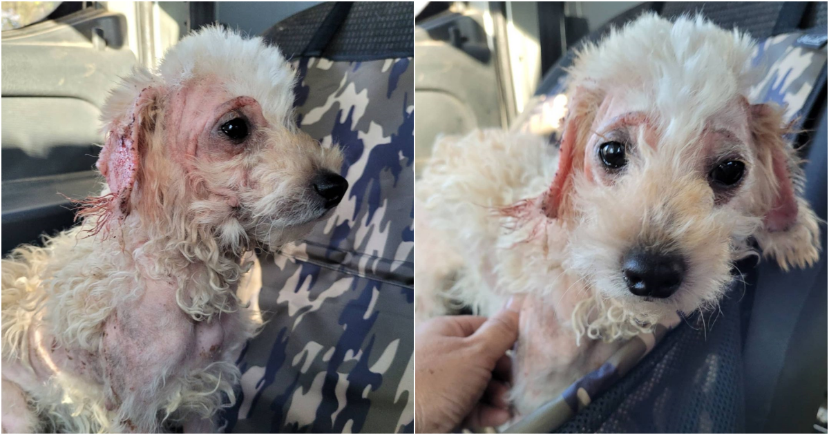 From Desperation to Hope: A Touching Journey of Transformation for a Neglected Pup