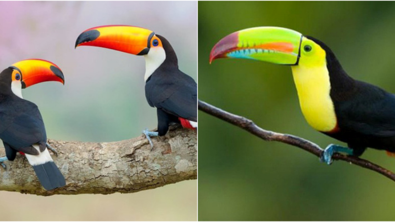 Toucan bird – A bird with a colorful bill almost as long as its body