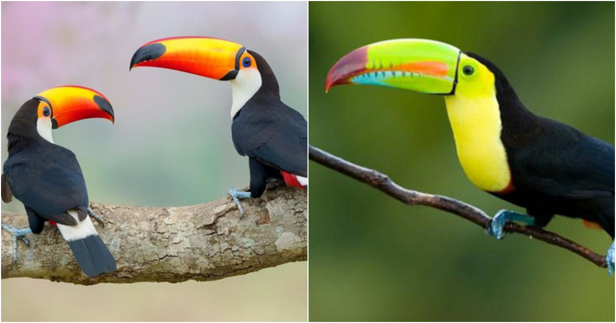 Toucan bird – A bird with a colorful bill almost as long as its body