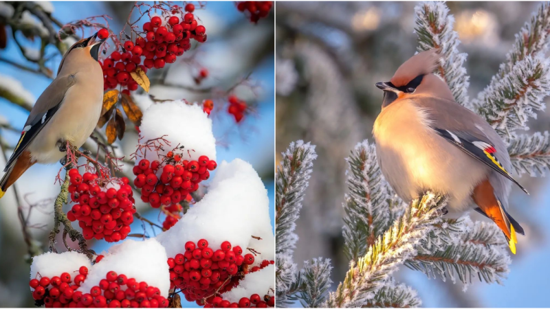 Unveiling the Enigmatic Beauty of the Bohemian Waxwing