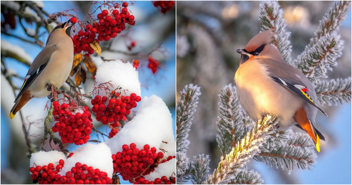 Unveiling the Enigmatic Beauty of the Bohemian Waxwing