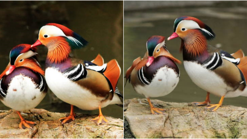 The Everlasting Love: The Enduring Story of Mandarin Ducks