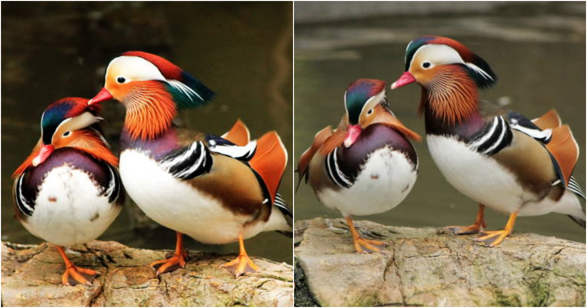 The Everlasting Love: The Enduring Story of Mandarin Ducks