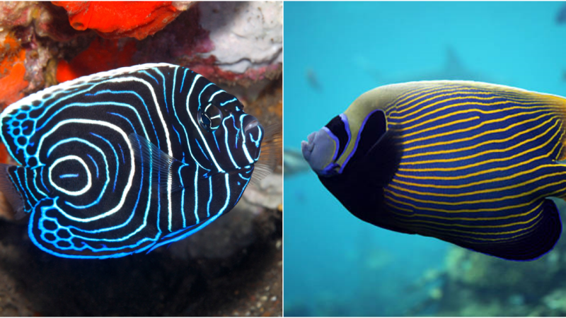 The Imperial Angelfish: A Majestic Beauty of the Ocean