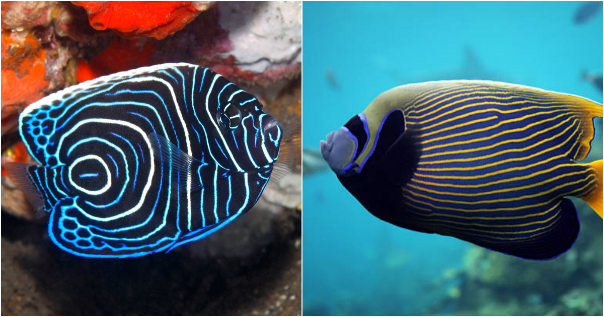 The Imperial Angelfish: A Majestic Beauty of the Ocean