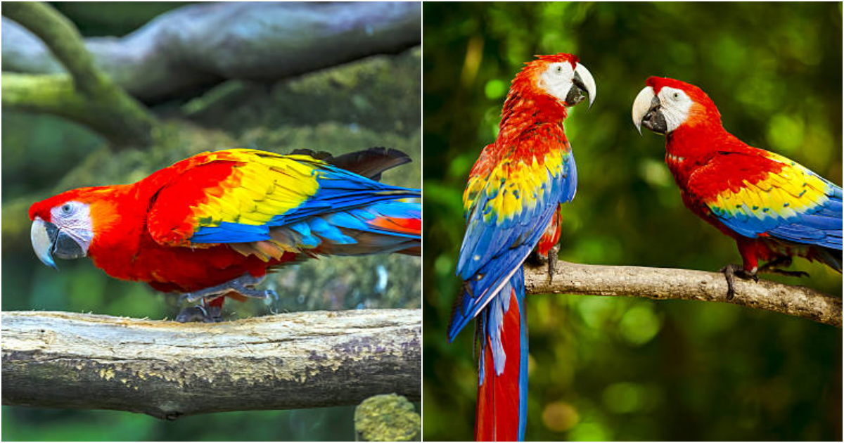 The Alluring Long-tailed Parrot: A Spectacle of Beauty and Intelligence