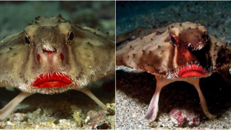 Enchanting Encounters: The Captivating World of the Red-Lipped Batfish