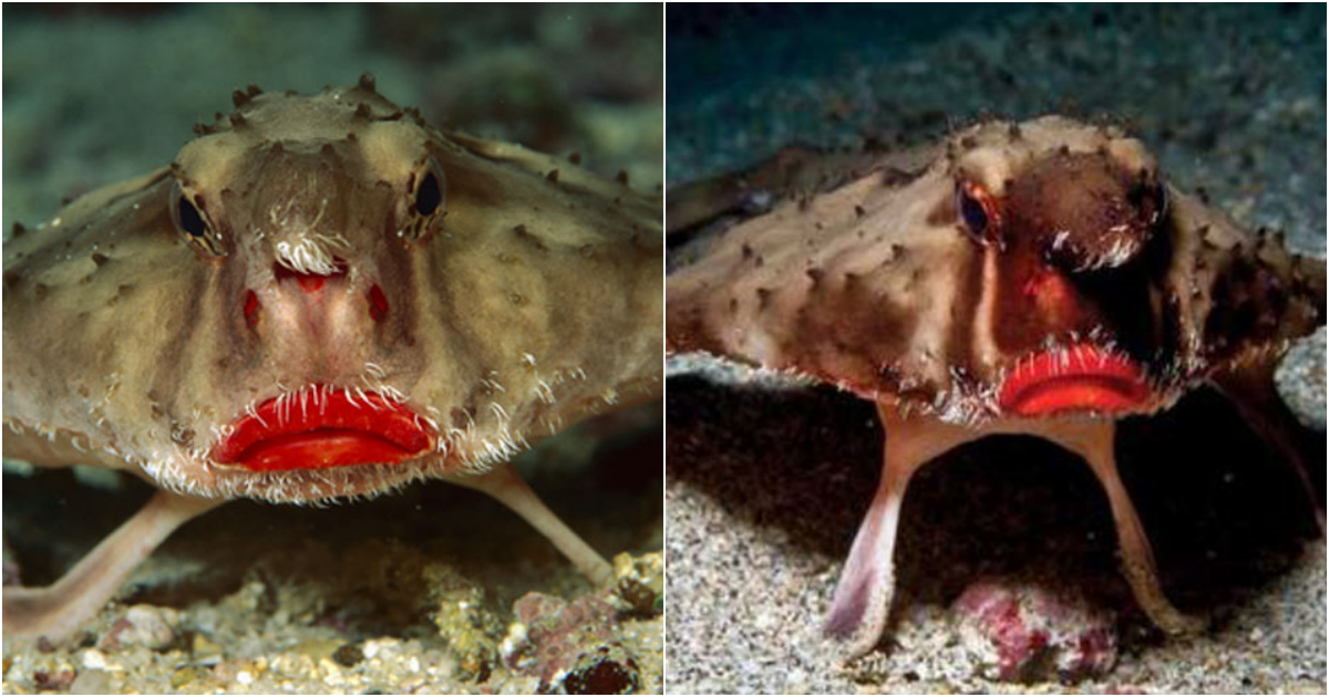 Enchanting Encounters: The Captivating World of the Red-Lipped Batfish