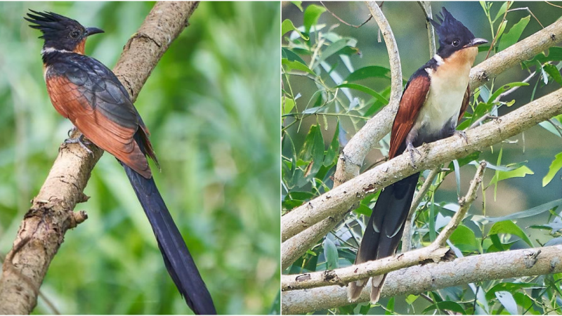 The Coromandel Cuckoo (Clamator coromandus): Nature’s Enigmatic Songster