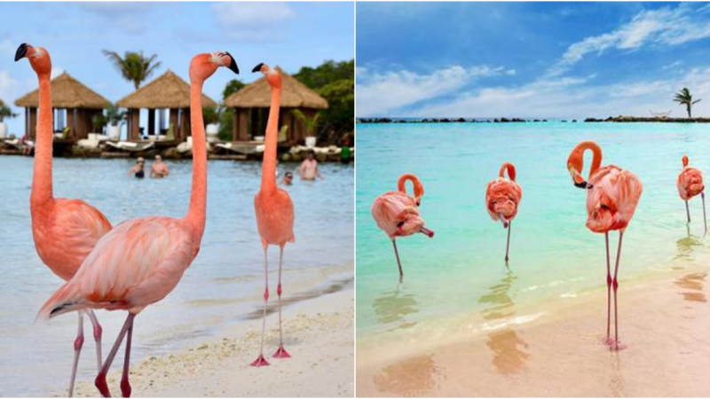 Flamingo Beach: A Captivating Luxury Destination for Wanderlust Travelers