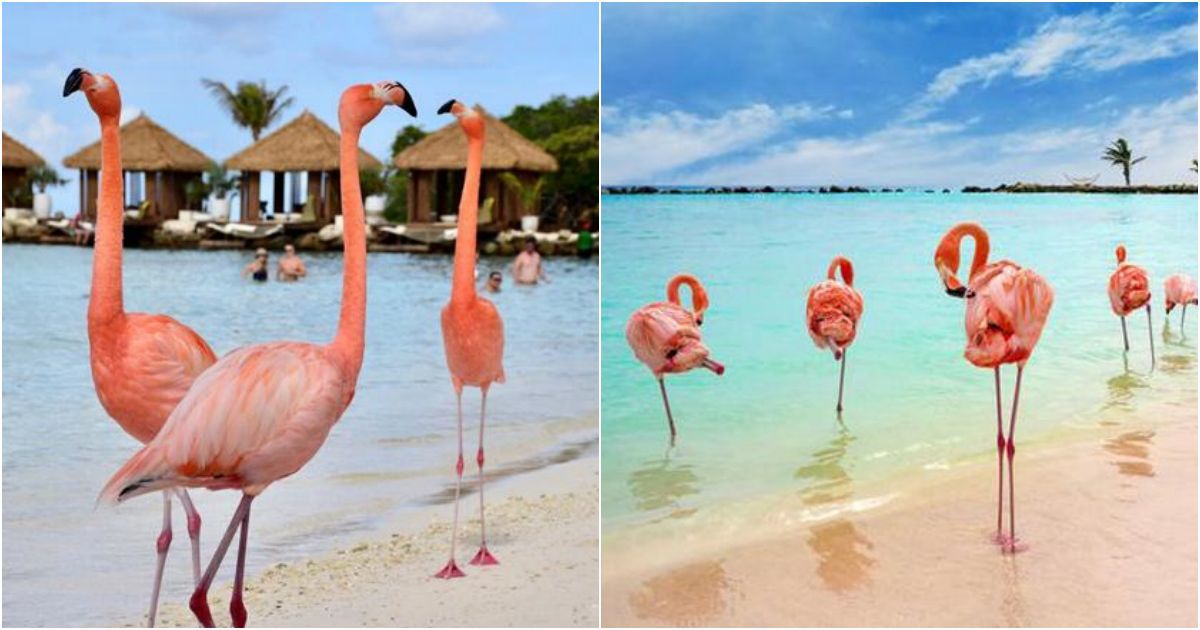 Flamingo Beach: A Captivating Luxury Destination for Wanderlust Travelers