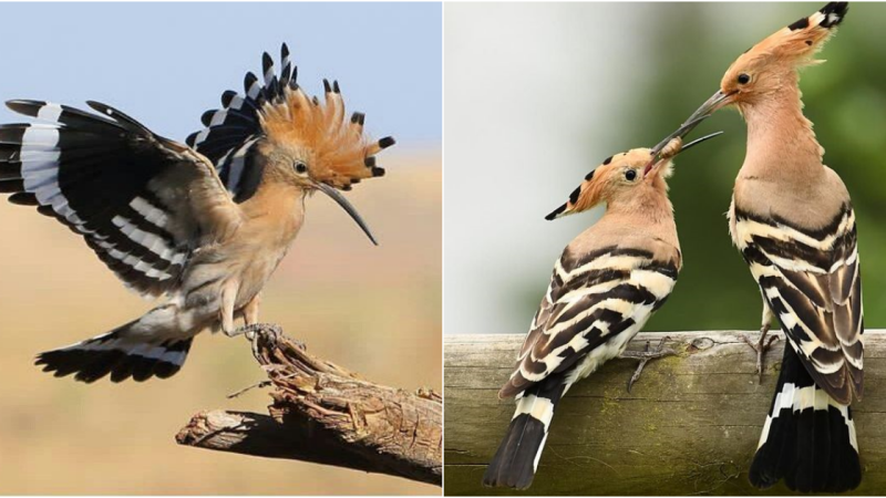 The Hoopoe: A Fascinating Avian Wonder