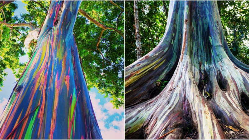 The Enchanting Rainbow Eucalyptus Tree: A Must-See for Travelers