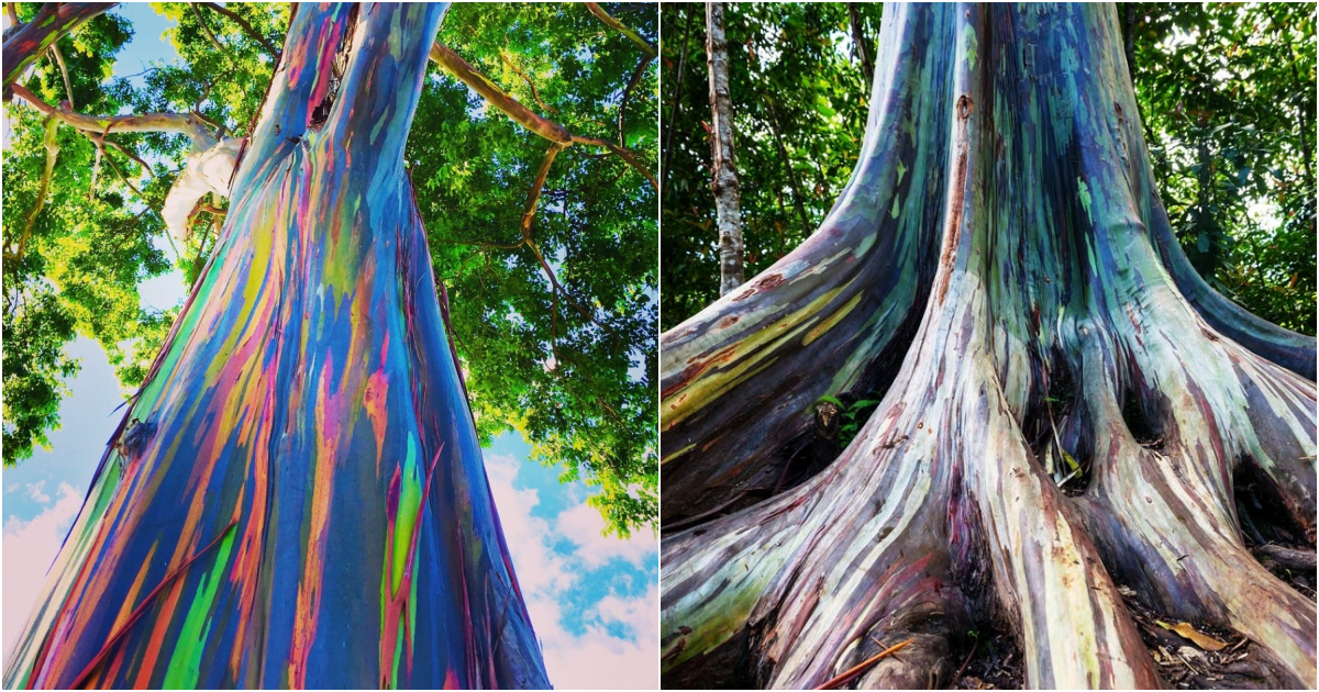 The Enchanting Rainbow Eucalyptus Tree: A Must-See for Travelers
