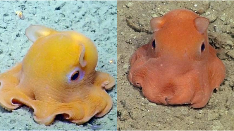 The Adorable Dumbo Octopus: A Delightful Creature of the Deep