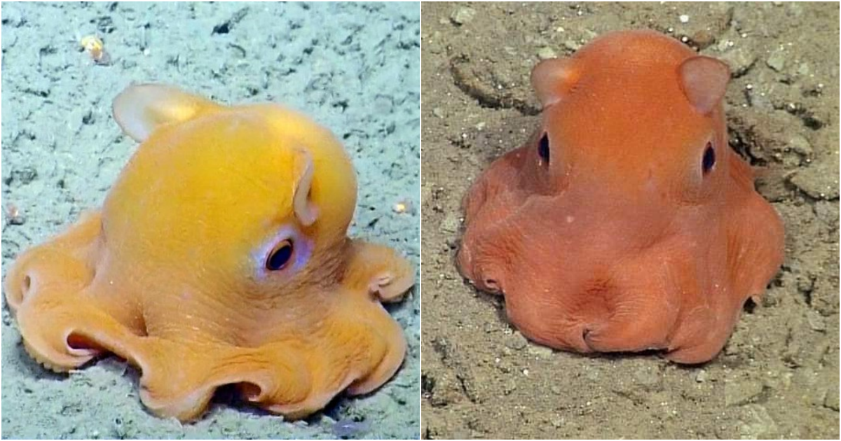 The Adorable Dumbo Octopus: A Delightful Creature of the Deep