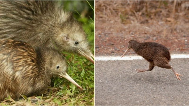 The Kiwi Bird: A Unique Treasure of New Zealand