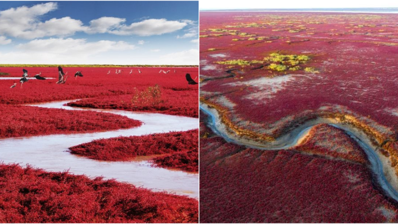 Red Beach, Panjin Shi: A Captivating Tapestry of Nature’s Crimson Beauty