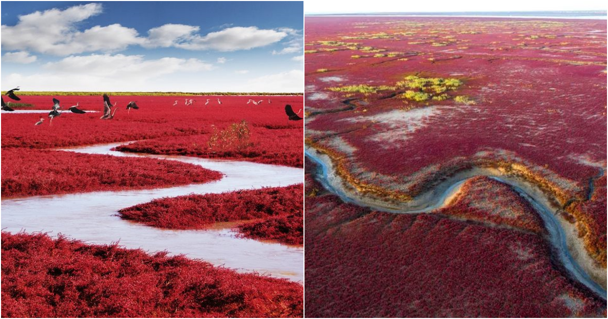 Red Beach, Panjin Shi: A Captivating Tapestry of Nature’s Crimson Beauty