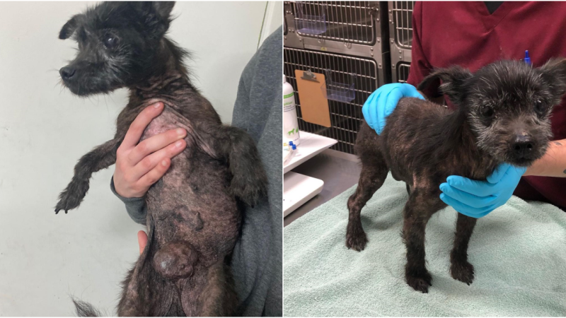 From Neglect to Resilience: A Terrier’s Journey to a Pain-Free Life and a Forever Family