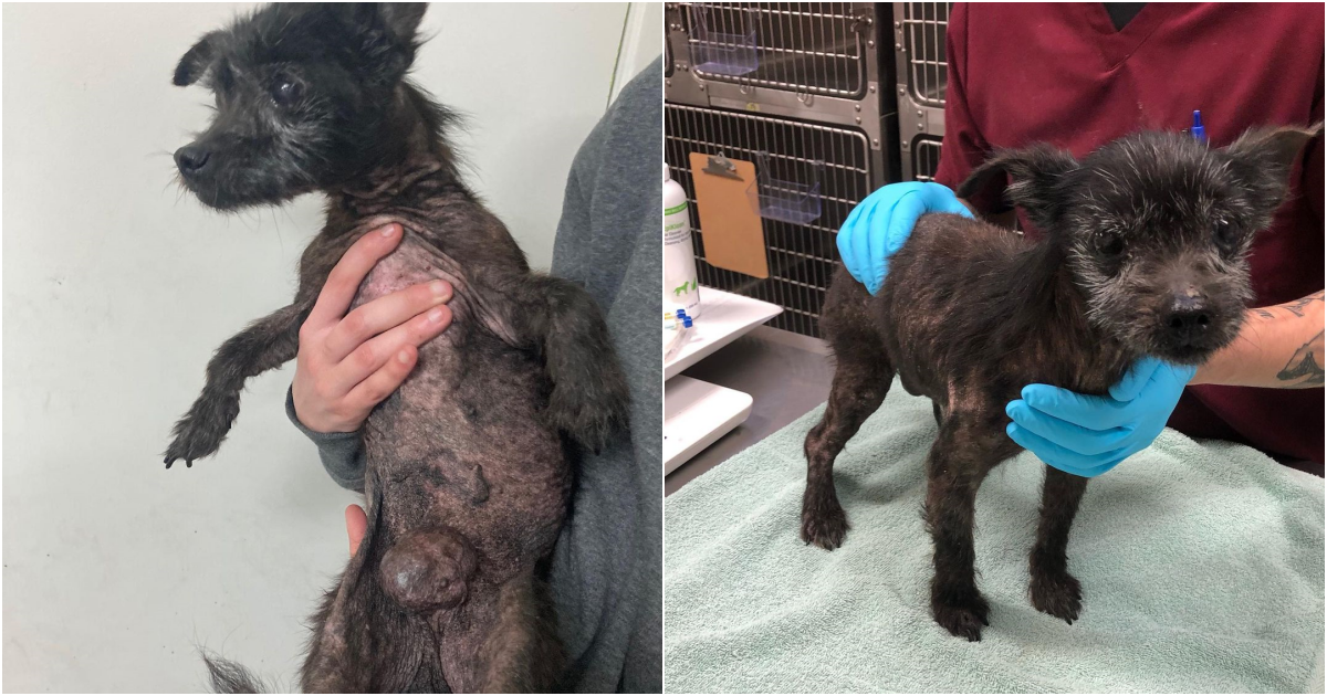 From Neglect to Resilience: A Terrier’s Journey to a Pain-Free Life and a Forever Family