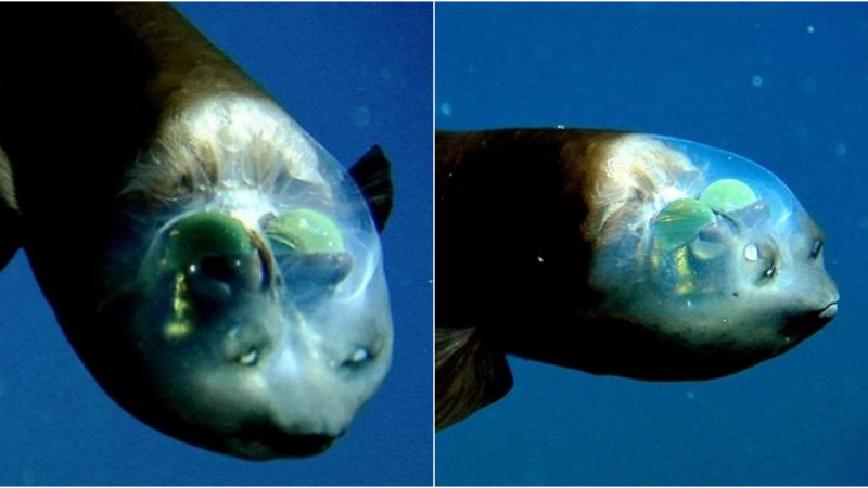 Barreleye Fish: A Marvel of the Deep Ocean