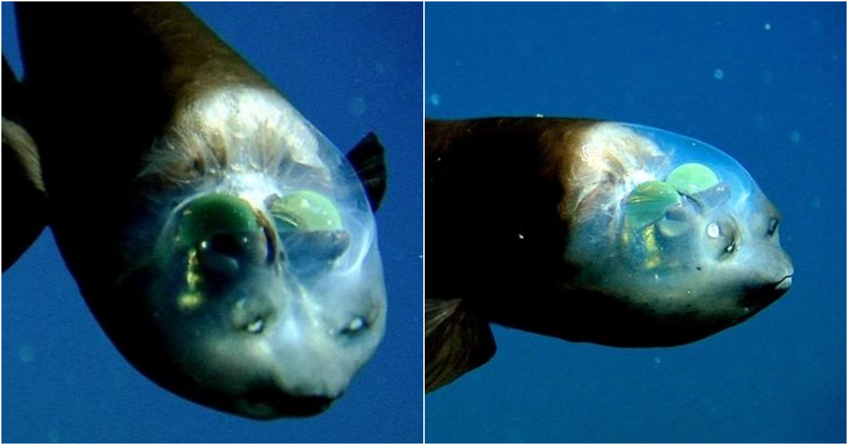 Barreleye Fish: A Marvel of the Deep Ocean