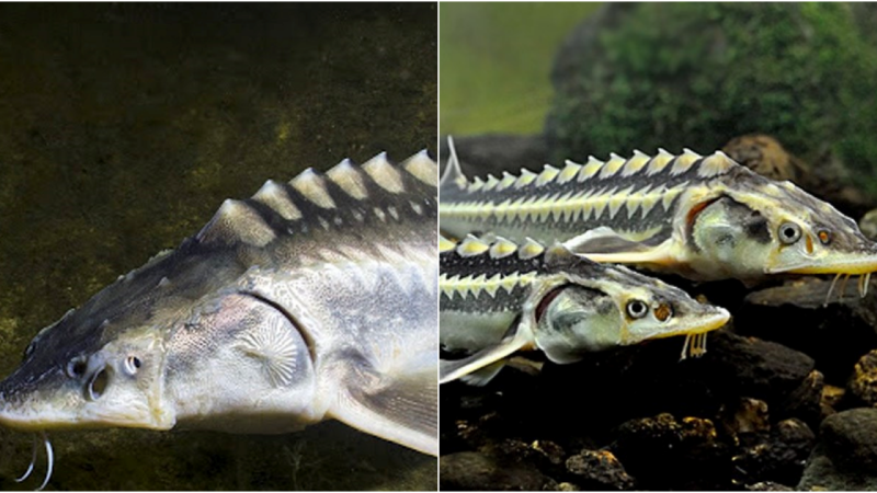 Guardians of the Deep: Preserving the Majesty of the Endangered Beluga Sturgeon