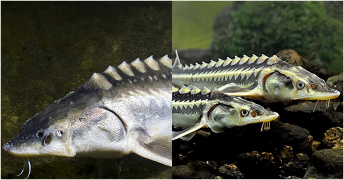 Guardians of the Deep: Preserving the Majesty of the Endangered Beluga Sturgeon