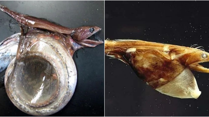 The Black Swallower: The Formidable Predator of the Deep Sea