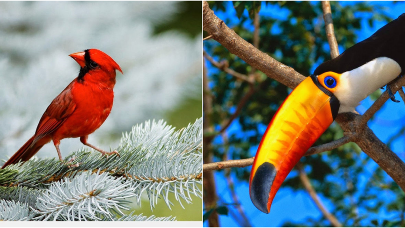 Feathers and Flair: Breathtaking Photographs of Gorgeous Avian Species