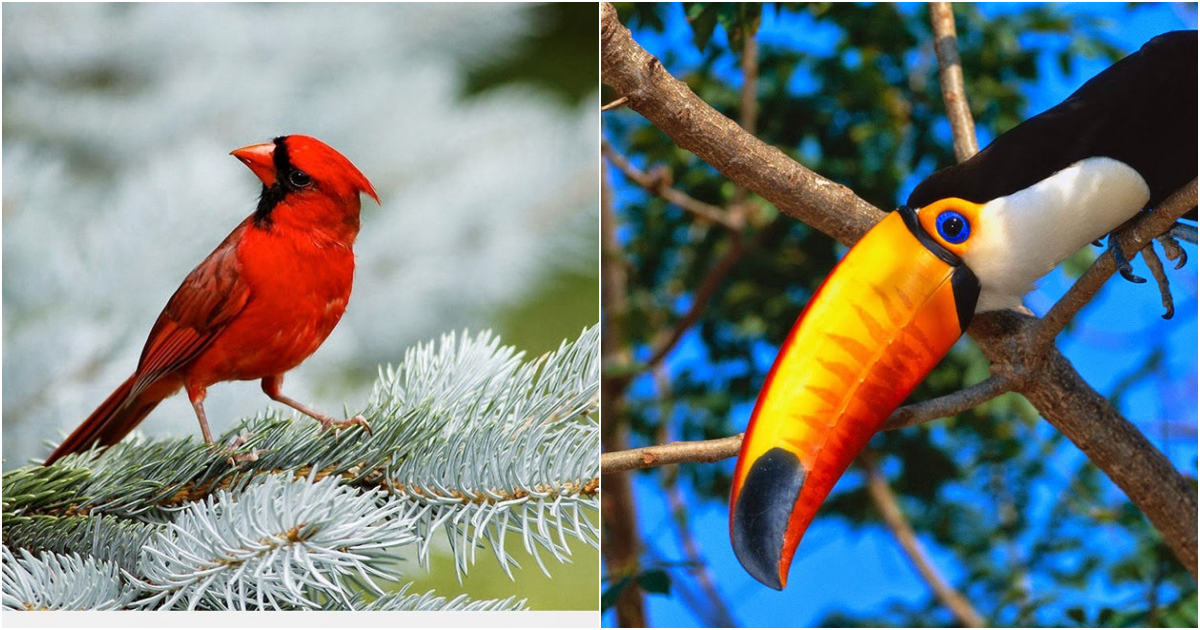 Feathers and Flair: Breathtaking Photographs of Gorgeous Avian Species