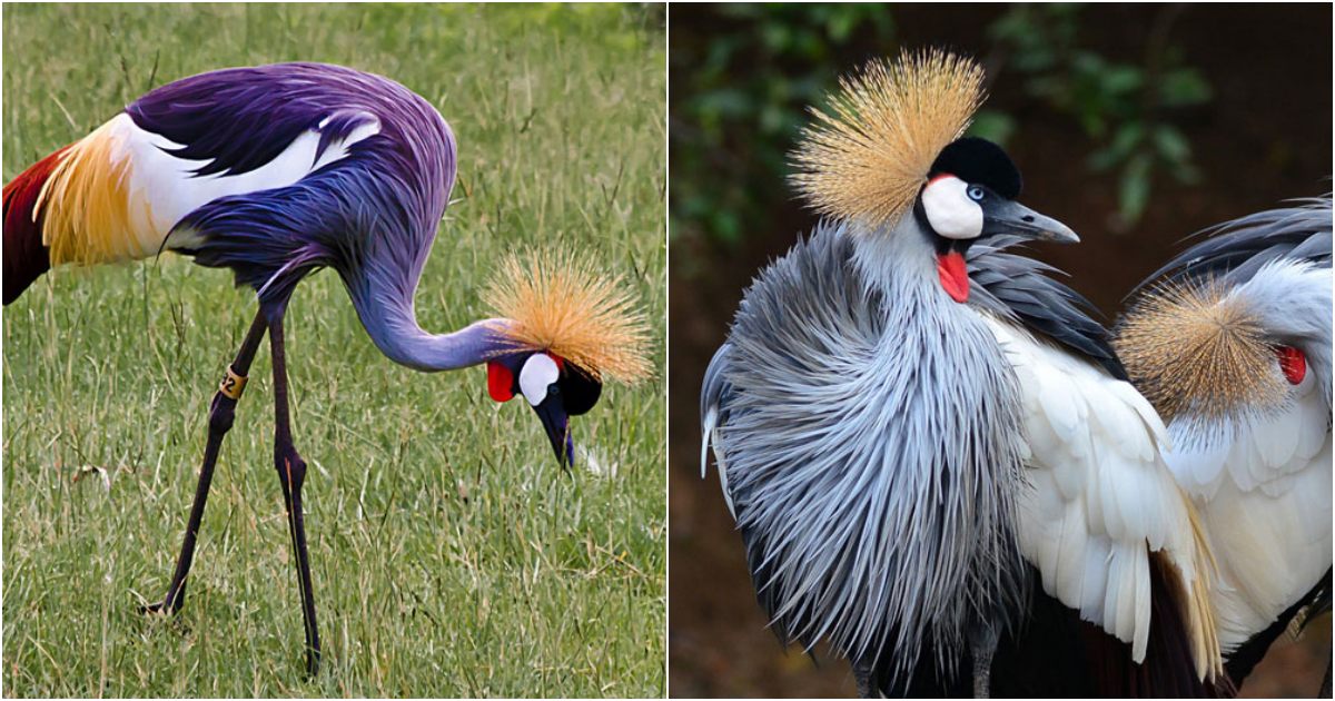 Admire the Impressive Plumage of the Grey Crowned Crane (Balearica regulorum)