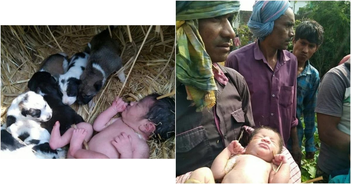 “A Miraculous Rescue: Newborn Baby Saved by Litter of Puppies in a Field”