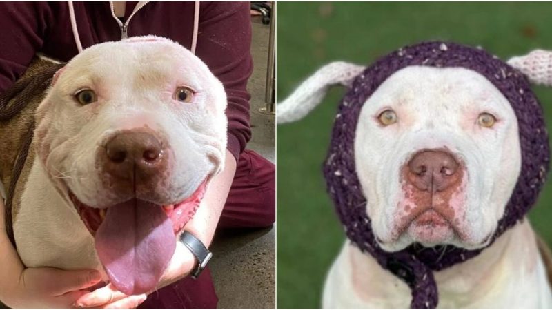 A Heartwarming Tale: Resilient Dog Receives Handcrafted Ears and Finds a Loving Home