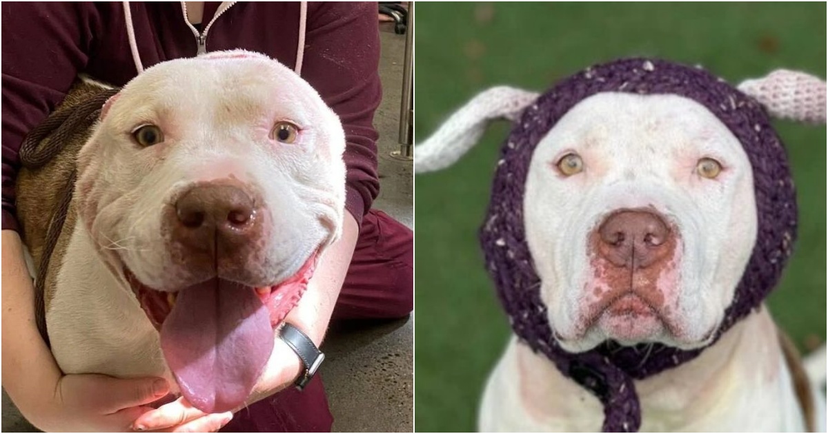 A Heartwarming Tale: Resilient Dog Receives Handcrafted Ears and Finds a Loving Home