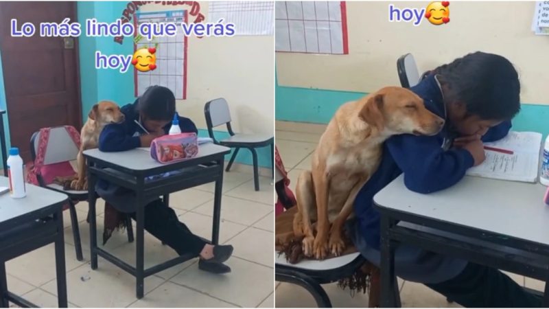 Heartwarming Video Goes Viral: Dog Snuggles Up to Girl in Class, Showing True Friendship