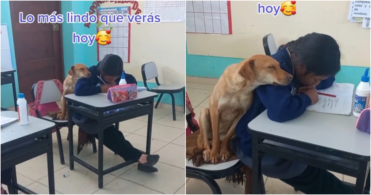 Heartwarming Video Goes Viral: Dog Snuggles Up to Girl in Class, Showing True Friendship