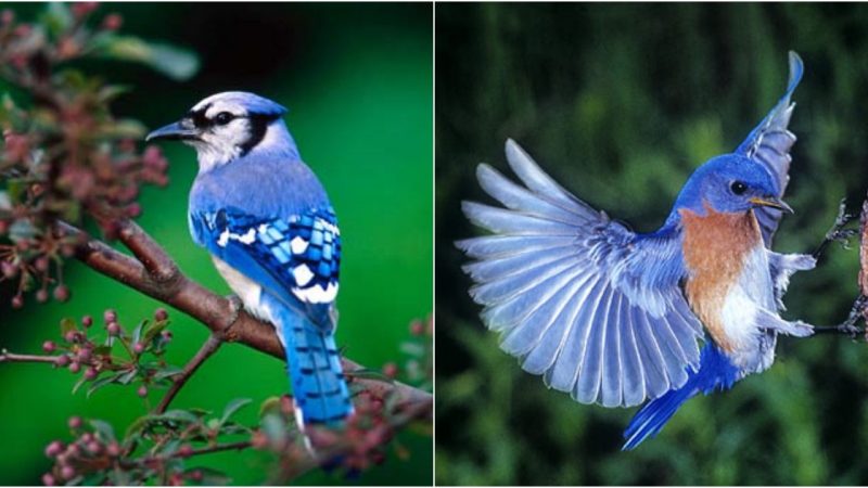 The Enchanting Blue Jay: A Mesmerizing Bird of Beauty