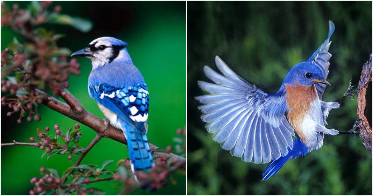 The Enchanting Blue Jay: A Mesmerizing Bird of Beauty