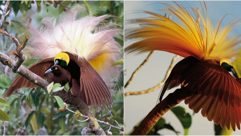 Admiring the Mesmerizing Beauty of the Birds of Paradise