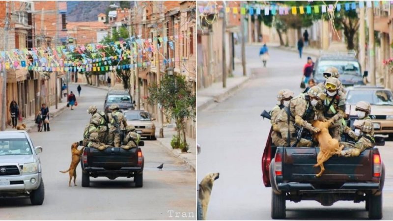 Heartwarming Story of Bolivian Dog Chasing Soldiers’ Convoy Melts Internet’s Heart