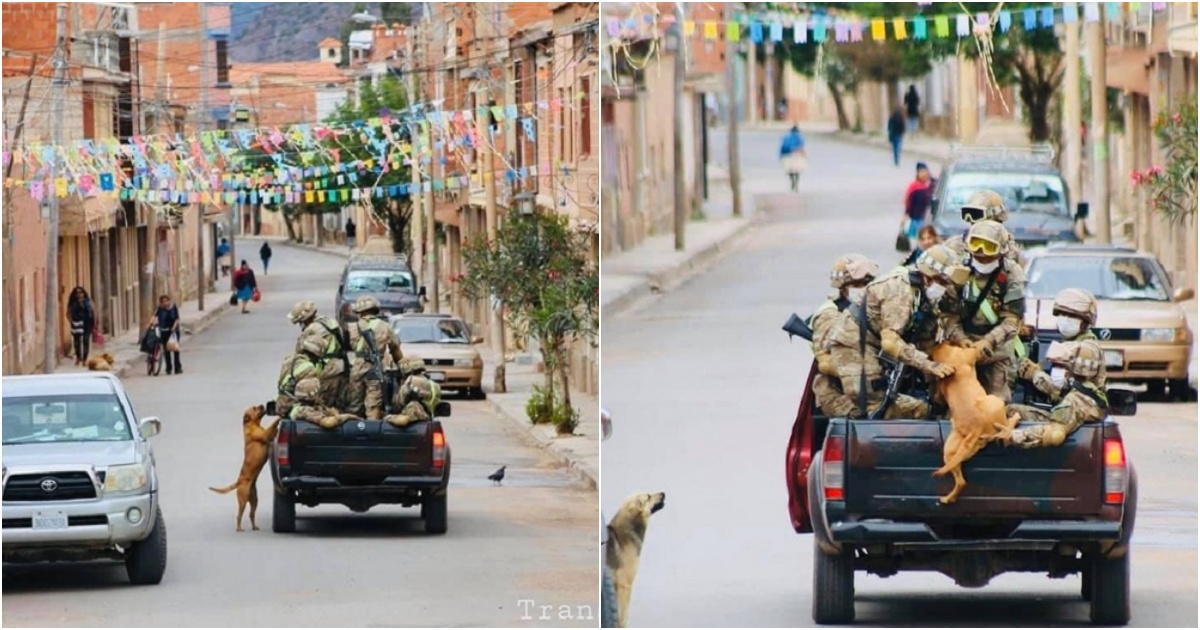 Heartwarming Story of Bolivian Dog Chasing Soldiers’ Convoy Melts Internet’s Heart
