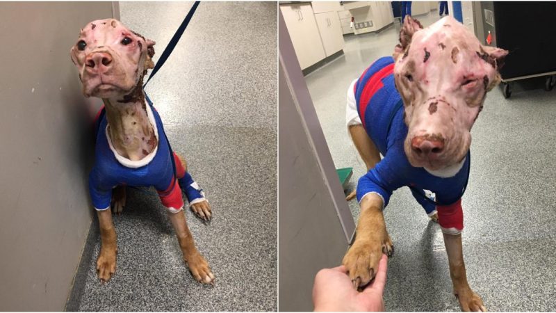 Defying the Odds: Severely Burned Pitbull Embraces Life with Love