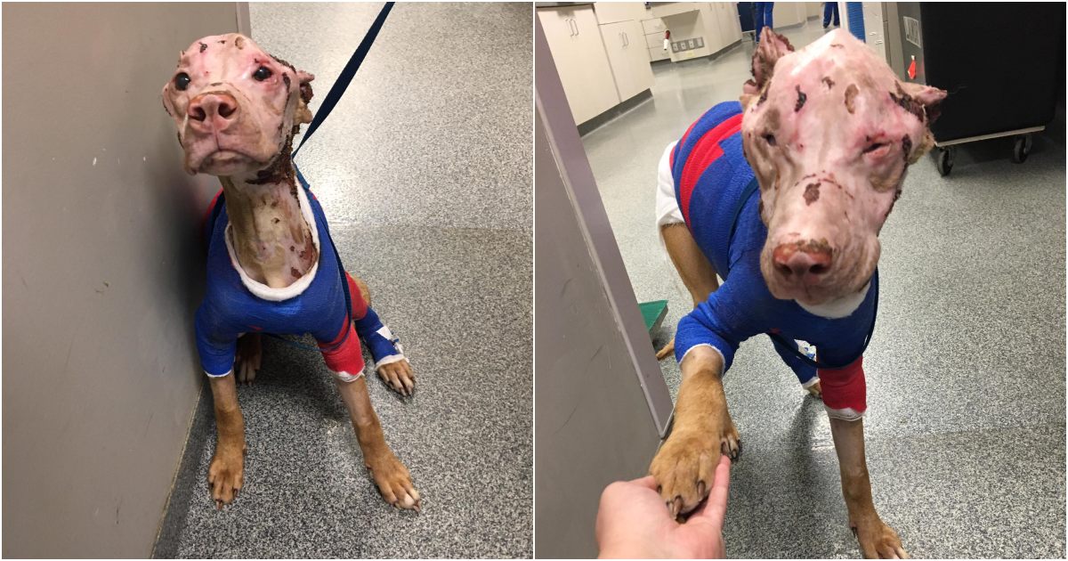 Defying the Odds: Severely Burned Pitbull Embraces Life with Love
