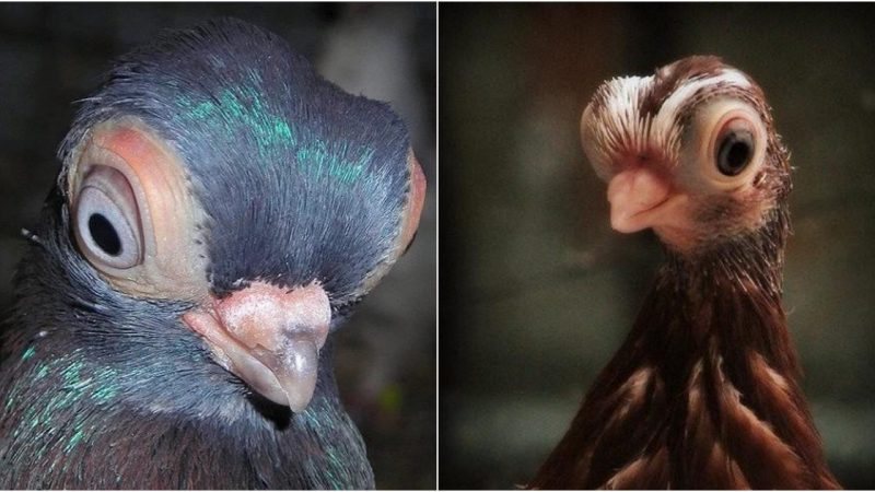 A Species of Birds with Bizarre Appearance, as if Stepped Out of an Animated Film