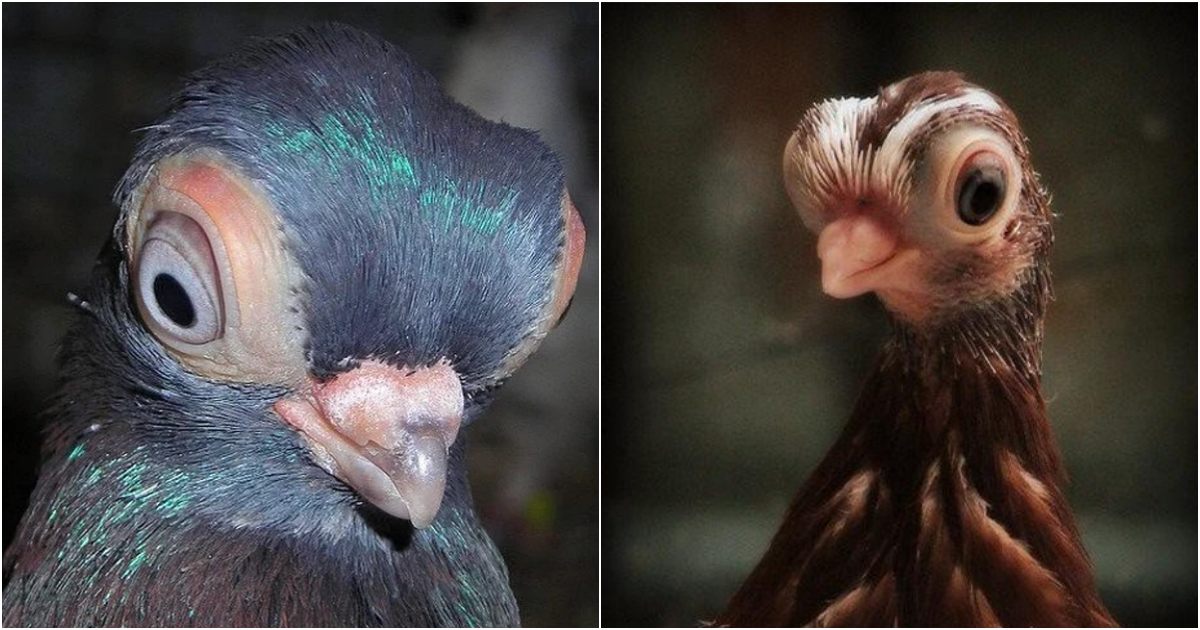 A Species of Birds with Bizarre Appearance, as if Stepped Out of an Animated Film