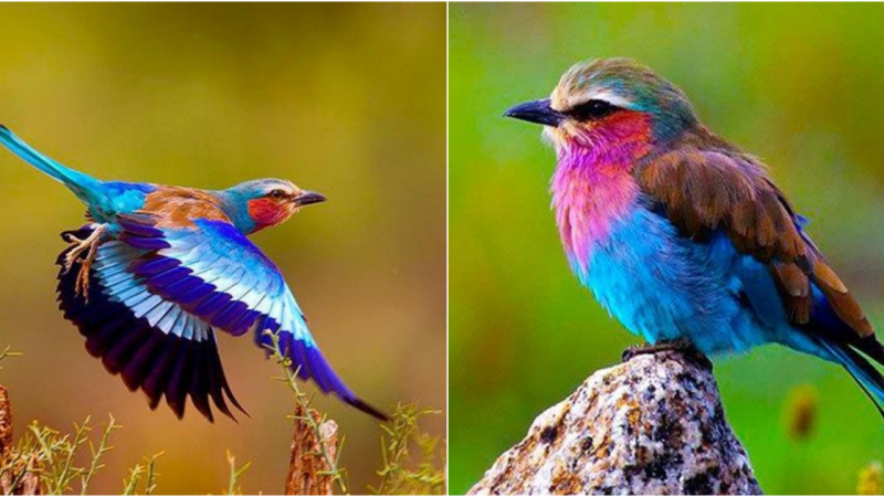 Admiring the enchanting beauty of these stunning birds, which are also incredibly loyal and devoted.